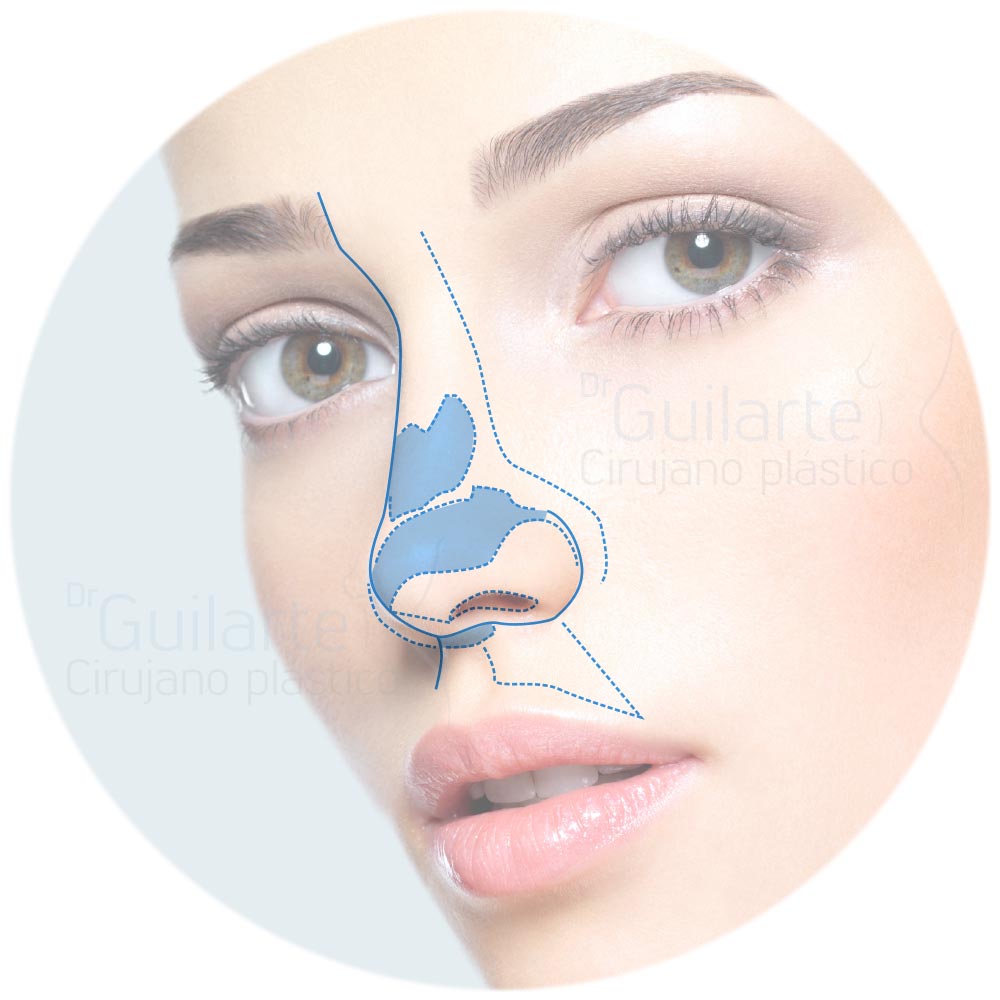 Anatomía de la nariz