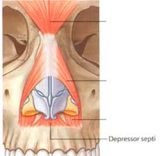 depresor-punta-nasal-rinoplastia