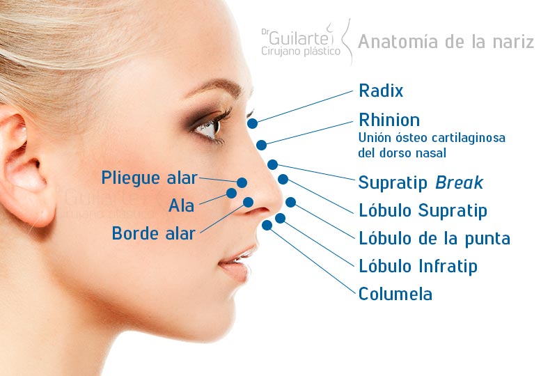 anatomia-supratip-partes-division-nariz-estructura-externa-nariz